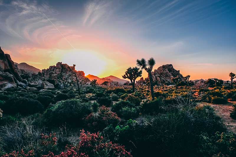 Mohave Desert, CA